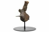 Triceratops Caudal Vertebra on Metal Stand - Wyoming #382490-1